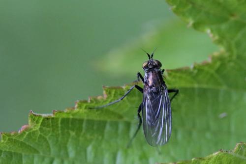 Réf. 263 291 : Dolichopus sp.